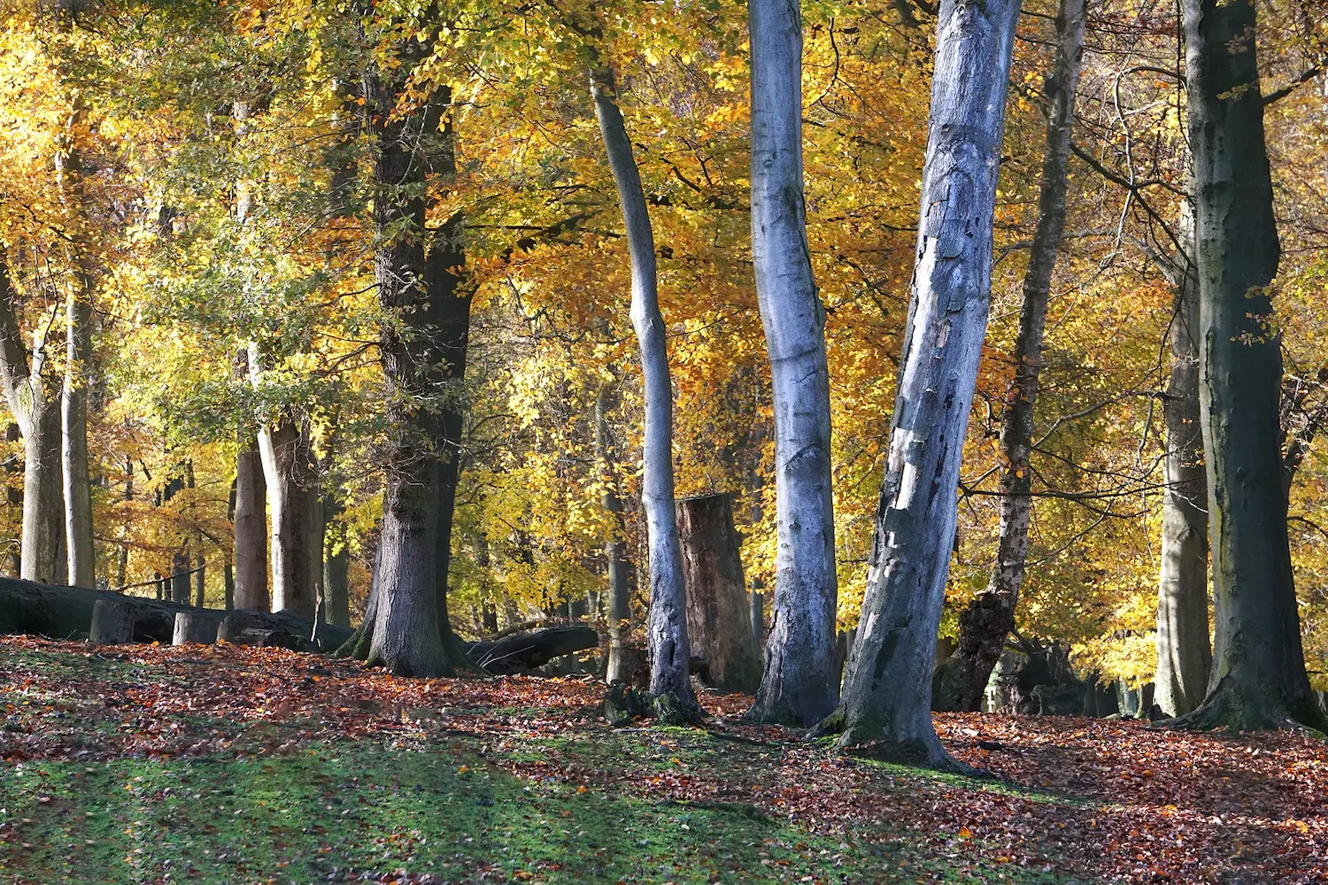 Baeume Wildgehege Grutholz