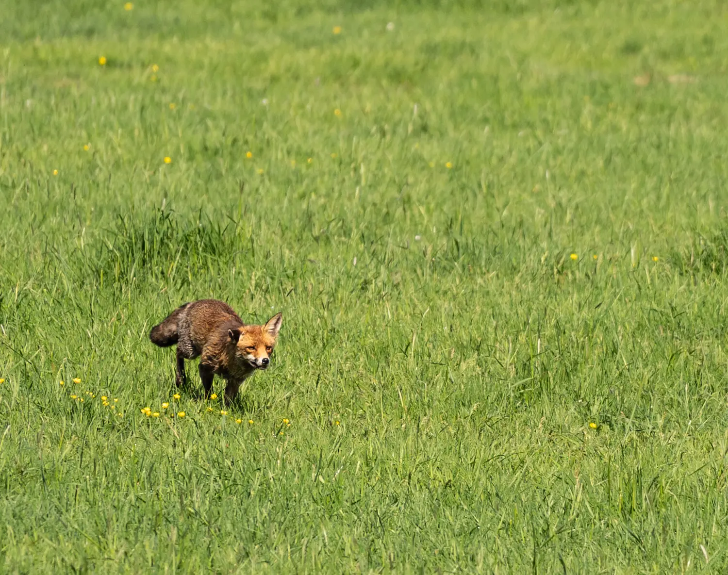 Fuchs