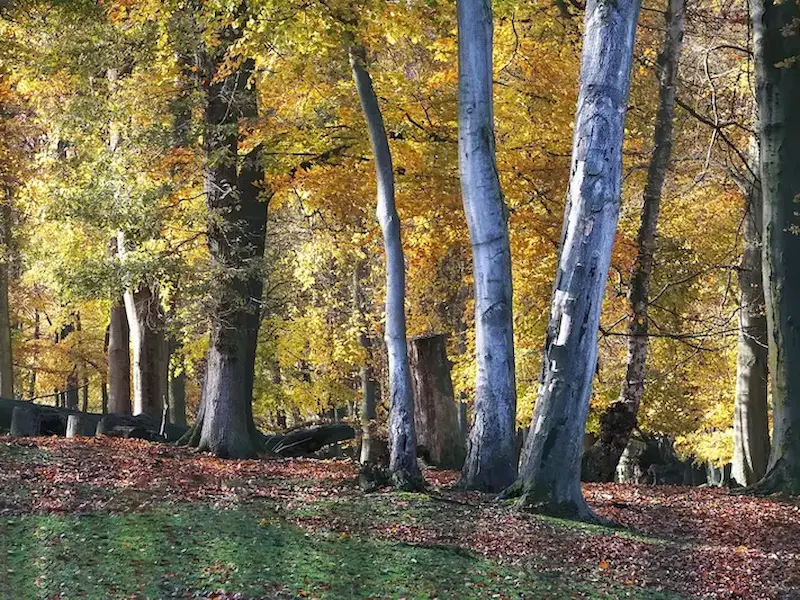 bäume wildgehege grutholz