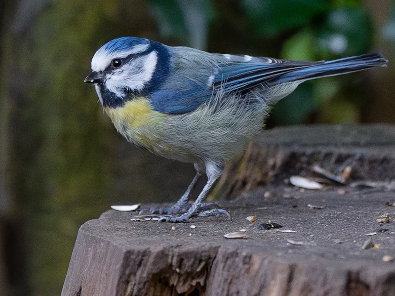 blaumeise