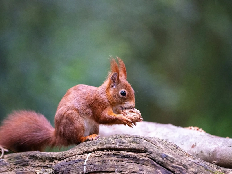 eichhörnchen